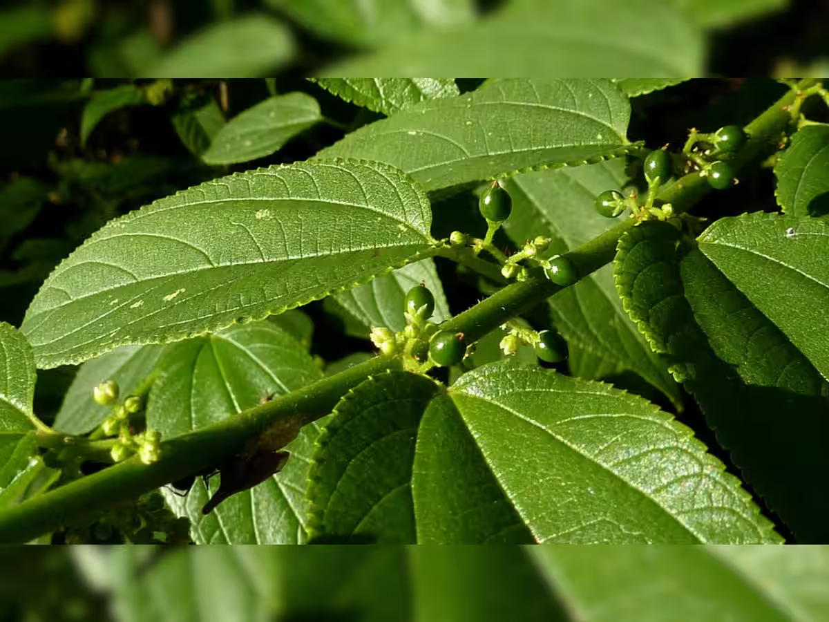 Scientists discover cannabis inside totally different plant in Brazil